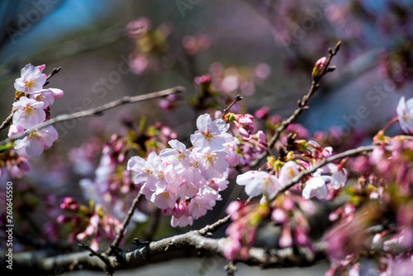 Fototapeta 八面山の桜