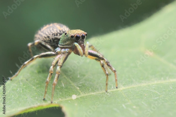 Obraz spider eye black