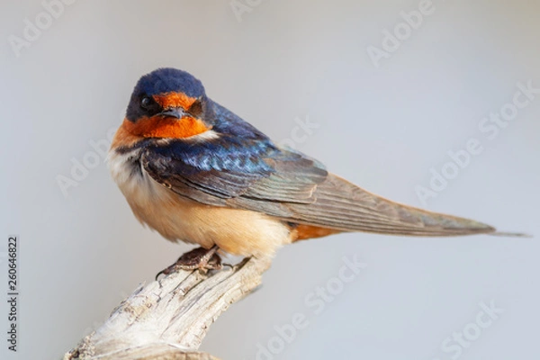 Obraz Barn swallow perched on limb