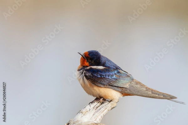 Obraz Barn swallow perched on limb