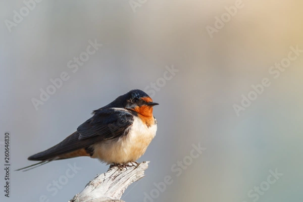 Obraz Barn swallow perched on limb
