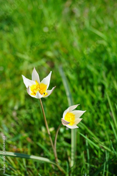 Obraz yellow flowers in grass