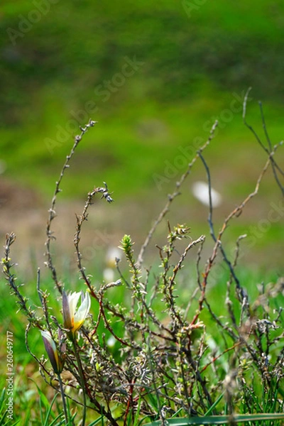 Obraz grass with dew