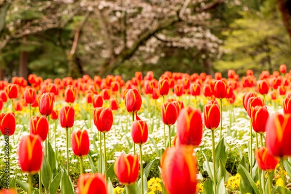 Obraz 別府公園のチューリップ
