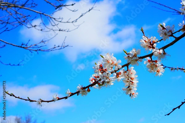 Obraz branch of cherry tree