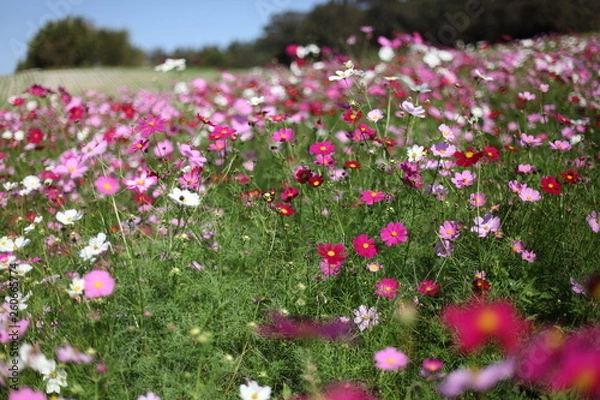Fototapeta コスモスの丘