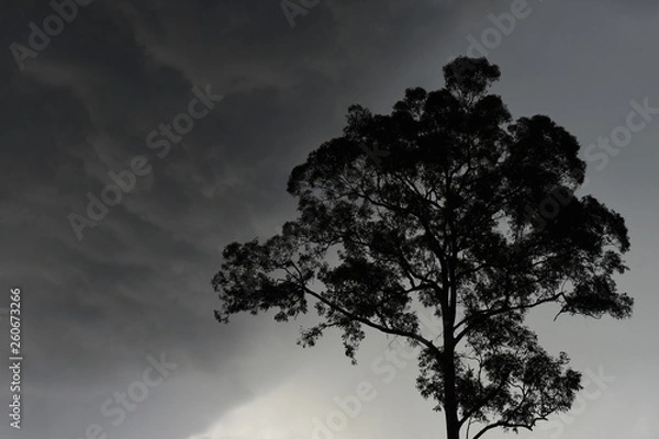 Obraz Lone tree with a thunderstorm and rain background