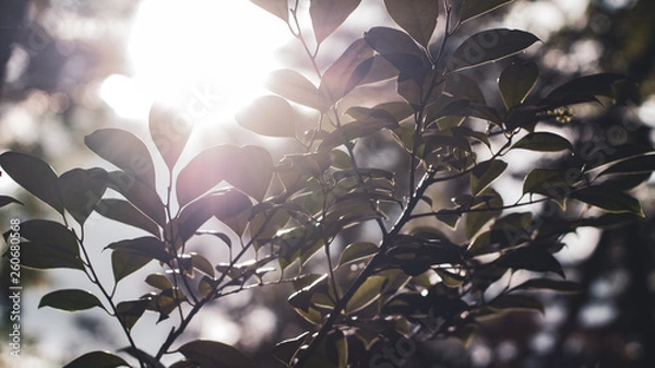 Obraz Sunlight trough some leaves and branches in Japan