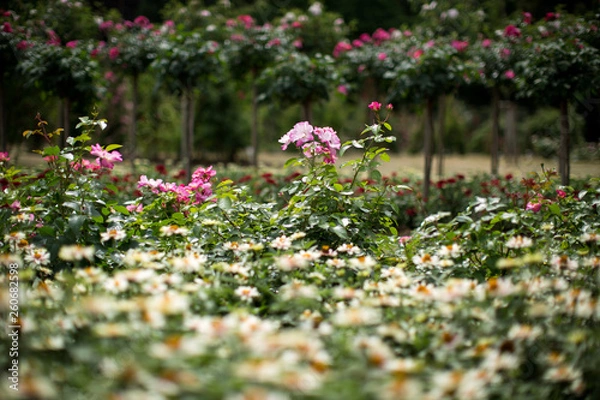 Obraz Gartentraum mit Rosen