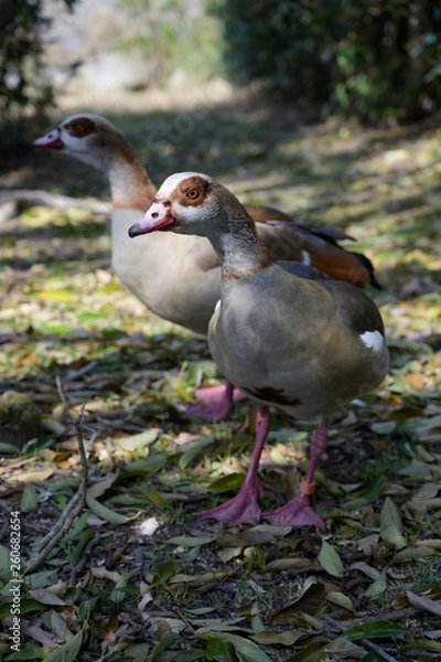 Fototapeta がちょう