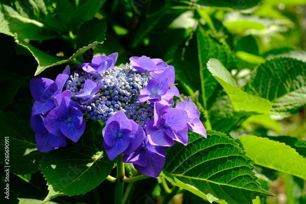 Fototapeta 紫陽花 千葉 船橋 flower 海老川 hydrangea