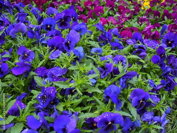 Obraz 雨上がりの花壇のパンジー