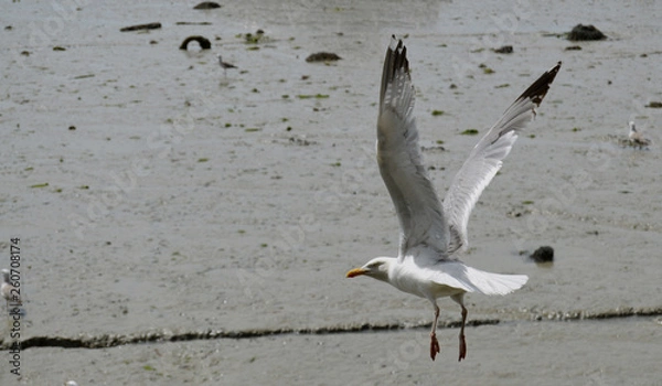 Obraz Bird on the beach