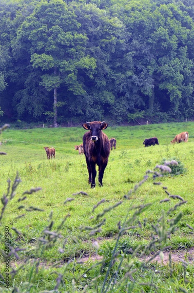 Obraz cow on the meadow