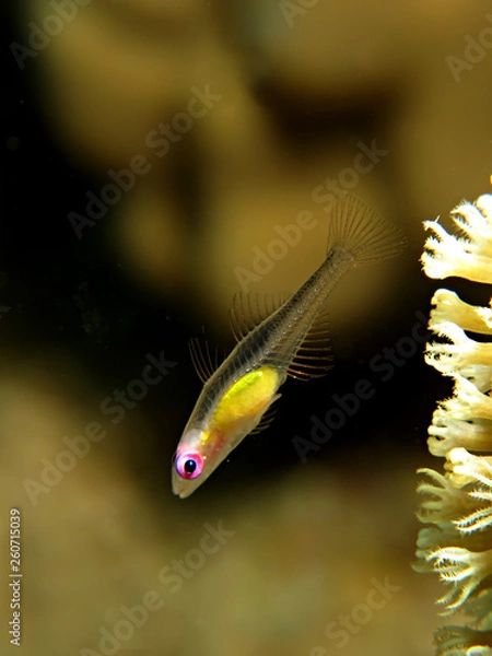 Fototapeta Pink eye goby in the Red Sea (Bryaninops natans)