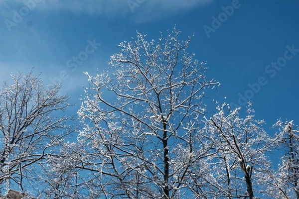 Obraz tree in winter