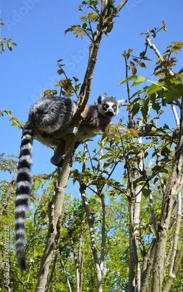 Obraz Lemurien on the tree