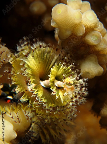 Fototapeta Christmas Tree Worm-Spirobranchus giganteus