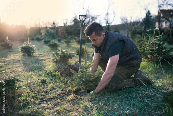 Fototapeta Young man plant a small tree in the garden. Small plantation for a christmas tree. Picea pungens and Abies nordmanniana. Spruce and fir.