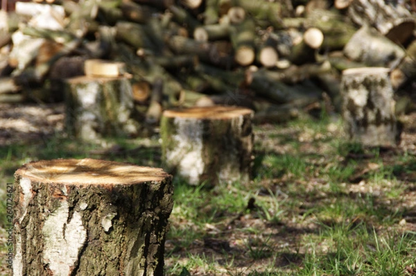 Obraz Felled tree trunks