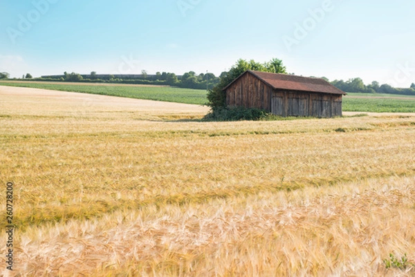 Obraz Getreidefeld