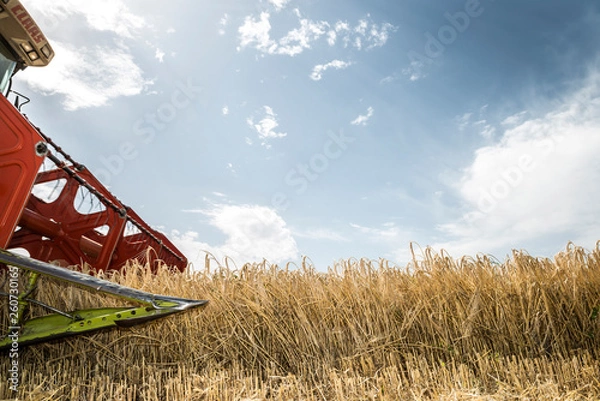 Obraz Getreideernte