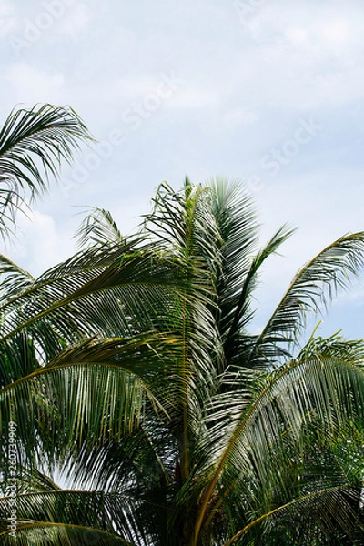 Fototapeta palm trees and blue sky