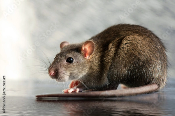 Fototapeta Close-up gray rat