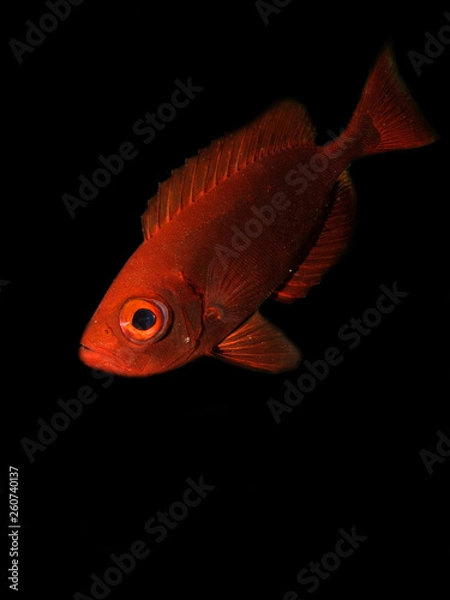 Fototapeta Crescent tail Bigeye (Priacanthus hamrur) . Taking in Red Sea, Egypt.