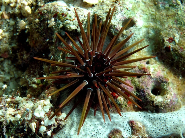 Fototapeta Rock boring urchin (Ehinometra cf mathaei) Taking in Red Sea, Egypt.
