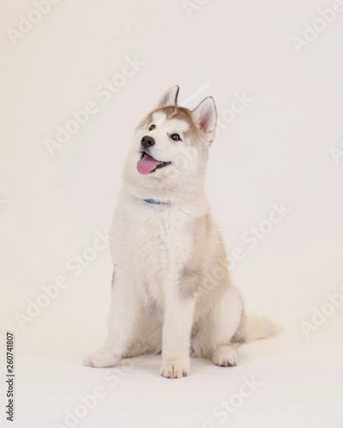 Fototapeta Cute Puppy