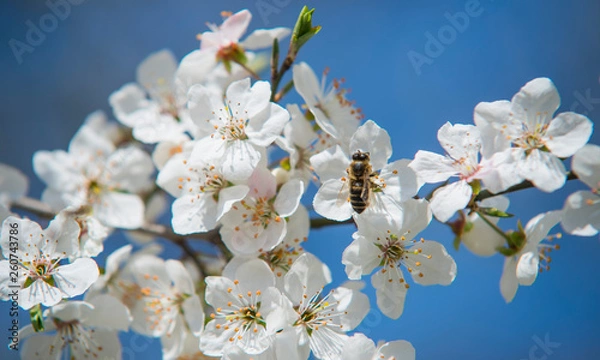 Obraz white flowers in spring