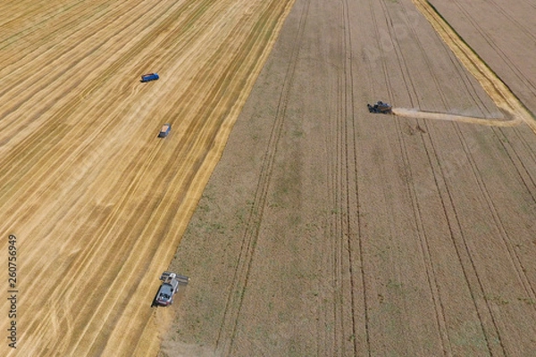 Fototapeta Harvesting wheat harvester