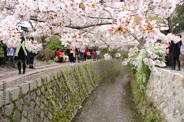 Obraz 春の哲学の道