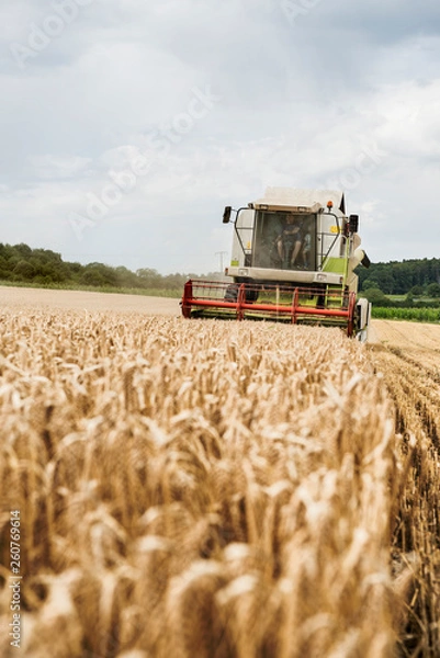 Obraz Getreideernte