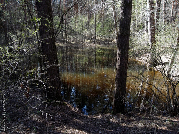 Obraz forest in autumn