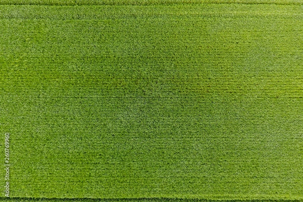 Fototapeta The wheat field is green. Young wheat on the field. View from ab
