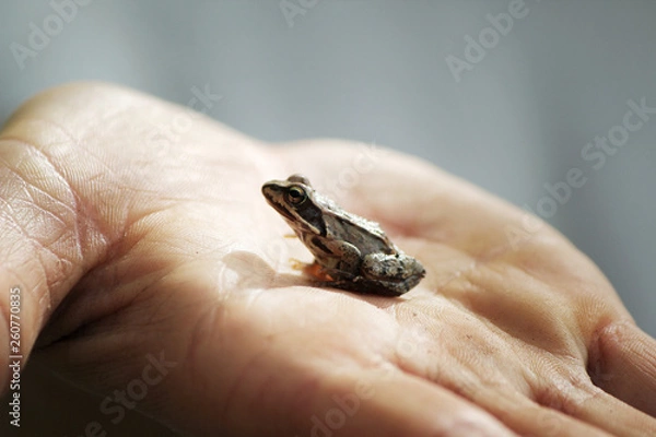 Obraz Froschwanderung 2