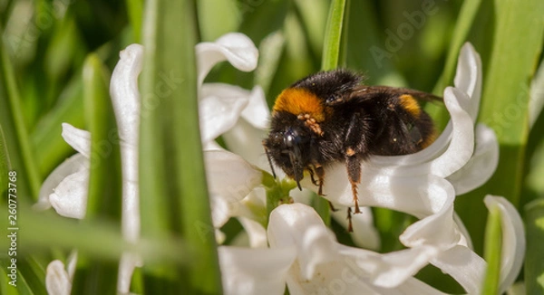 Fototapeta Bombus terrestri queen with her nest mites