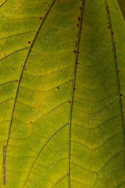 Fototapeta Leaf pattern