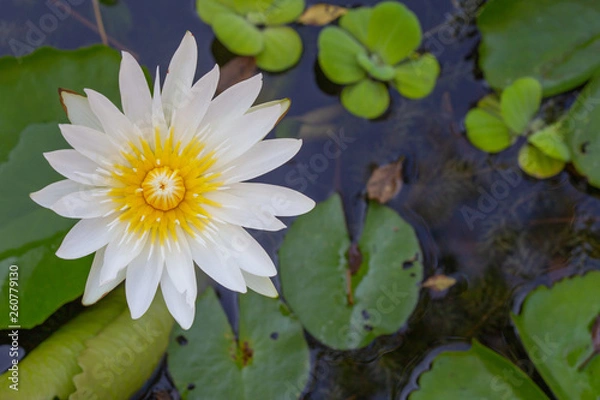 Fototapeta White lotus