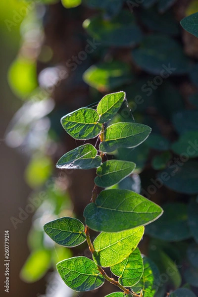 Obraz Small leaves, spider webs