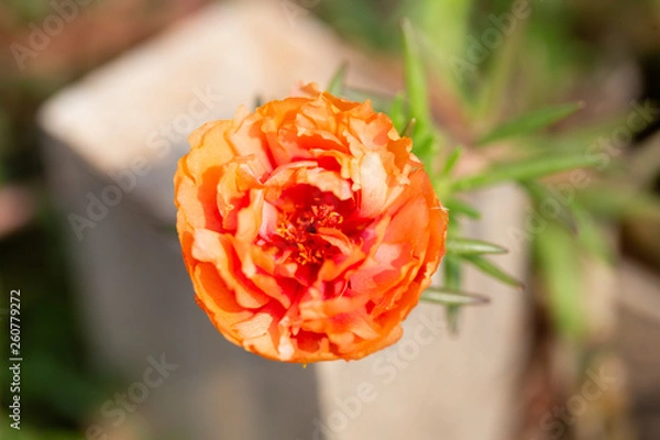 Obraz Flower Portulaca oleracea