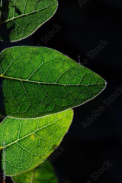 Obraz Small leaves, spider webs
