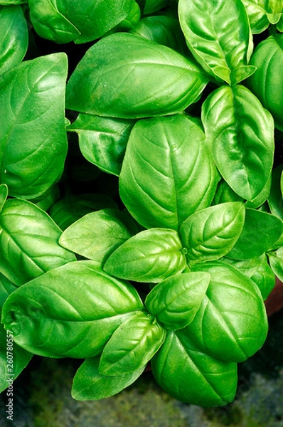 Fototapeta BASIL GRAND VERT