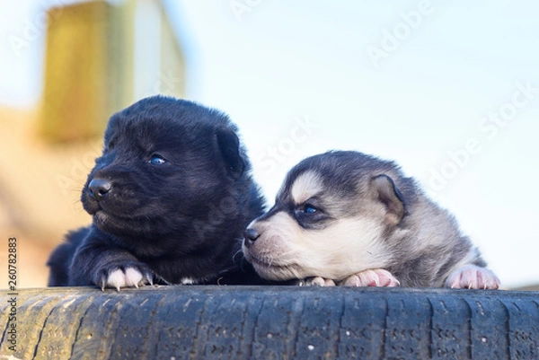Fototapeta Two little puppies in the open air.