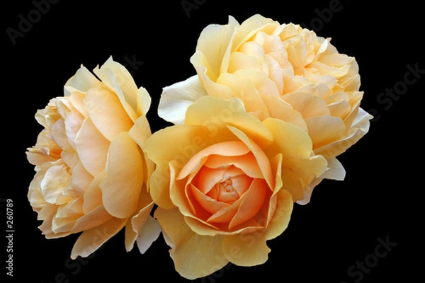 Obraz rosas amarillas