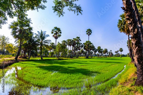 Fototapeta Rice fields and sugar palm trees on the sunny day