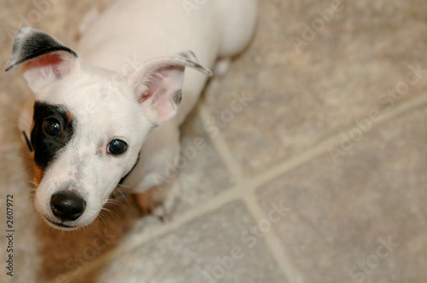 Obraz jack russell terrier - 8