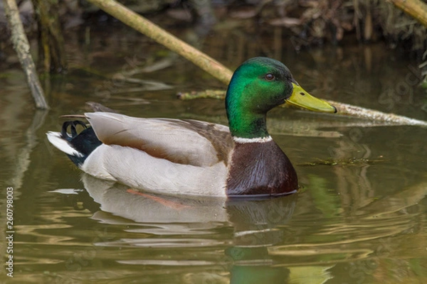 Obraz Mallard